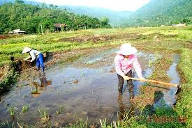 Hướng dẫn lịch thời vụ, cơ cấu giống và các giải pháp kỹ thuật sản xuất lúa vụ Hè Thu năm 2023 trên địa bàn xã Trà Hiệp